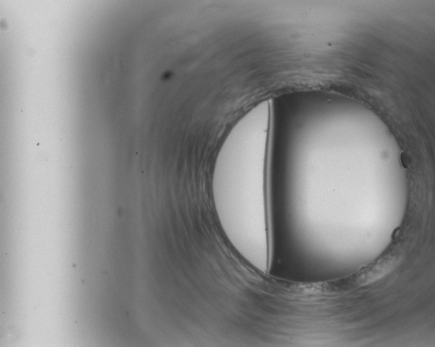 X0000066520624200603170952