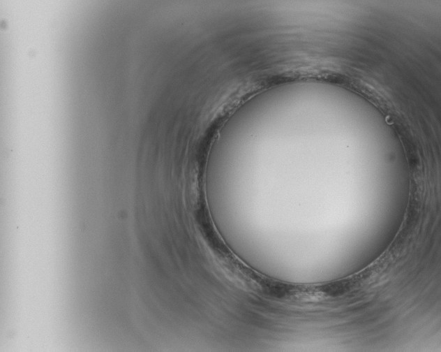 X0000066520642200603170951