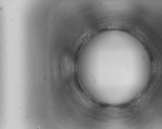 X0000066520648200603170951