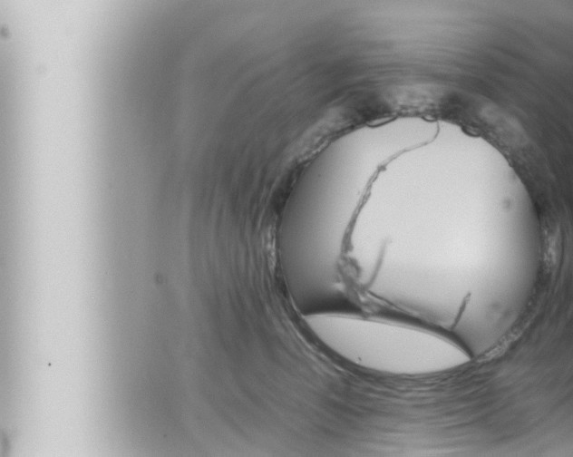 X0000066520666200603170951