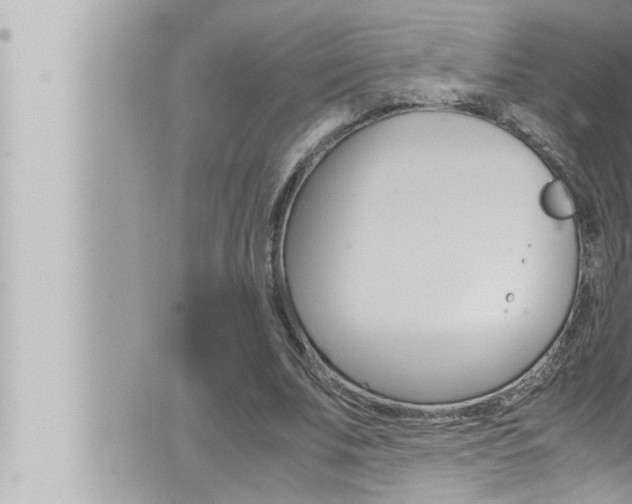 X0000066520679200603170951