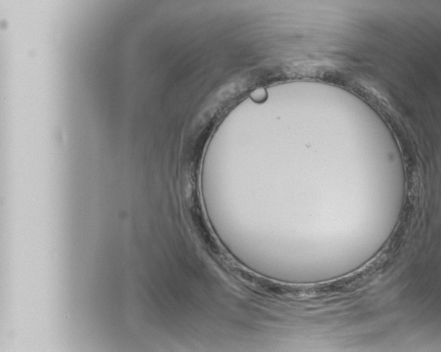 X0000066520687200603170950