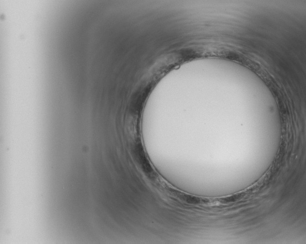 X0000066520695200603170950