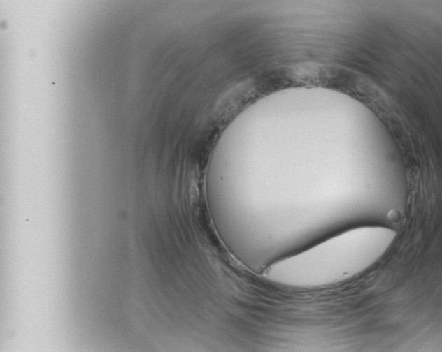 X0000066520702200603170950