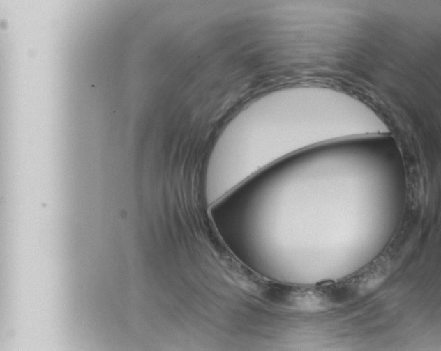 X0000066520704200603170950