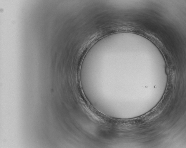 X0000066520729200603170949