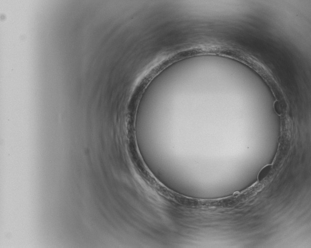 X0000066520730200603170949