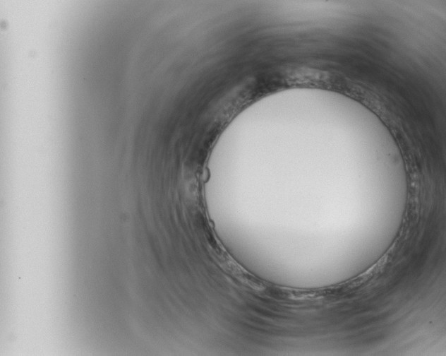 X0000066520753200603170950