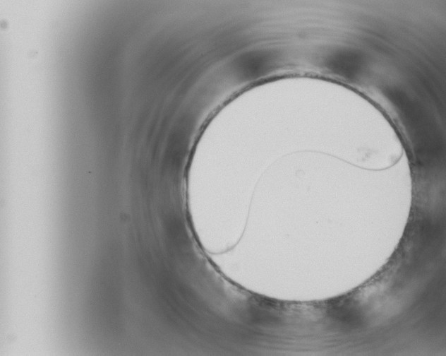 X0000066520807200603170949