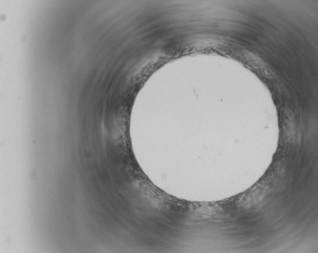 X0000066520824200603170948