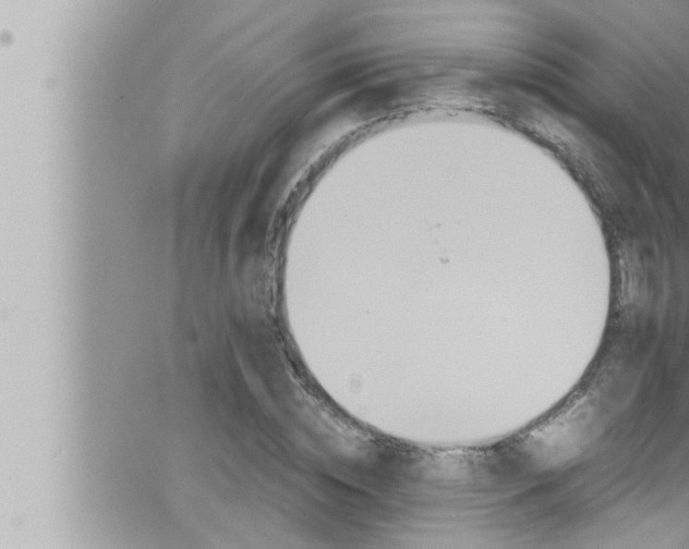 X0000066520828200603170948