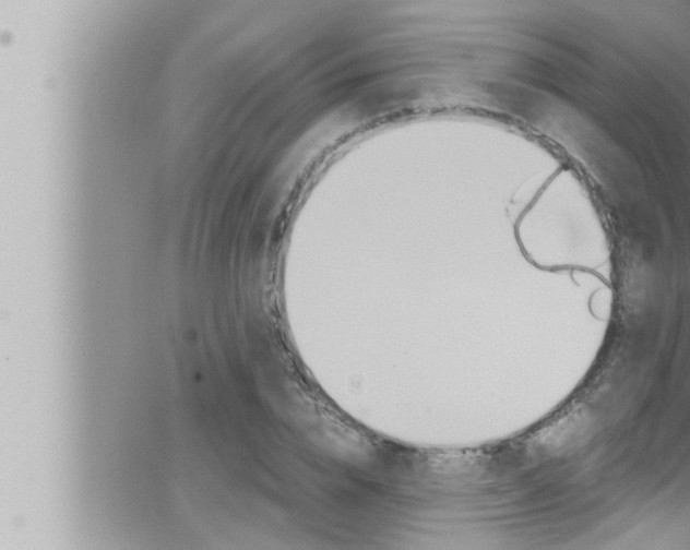 X0000066520832200603170948