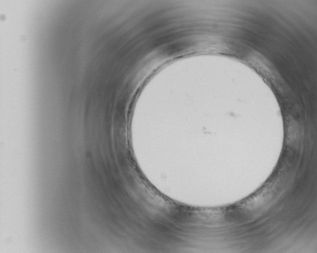 X0000066520836200603170948