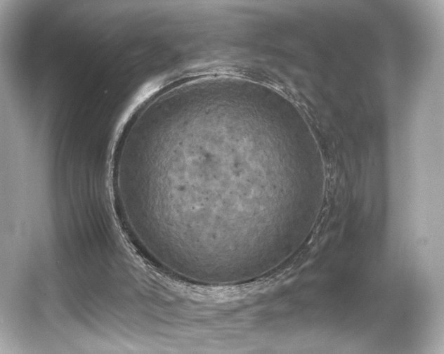 X0000066520006200603171230