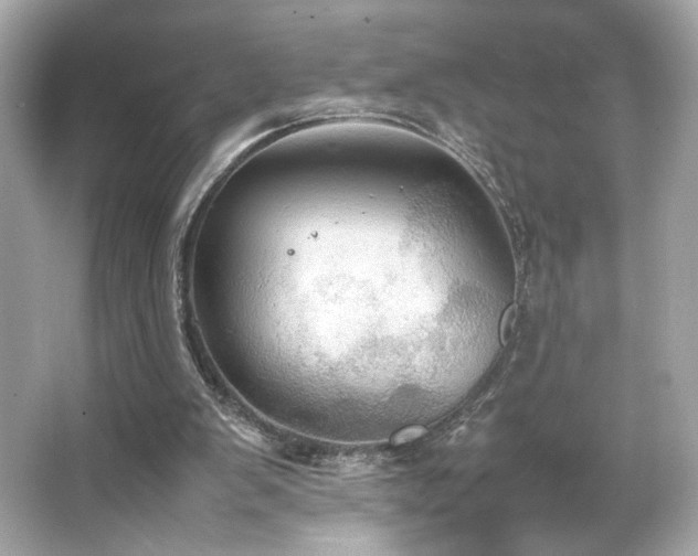 X0000066520103200603171228