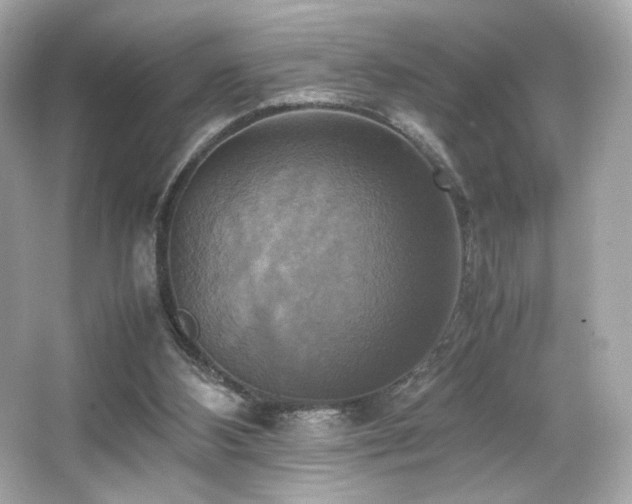 X0000066520108200603171228