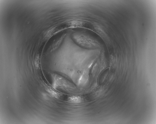 X0000066520189200603171228