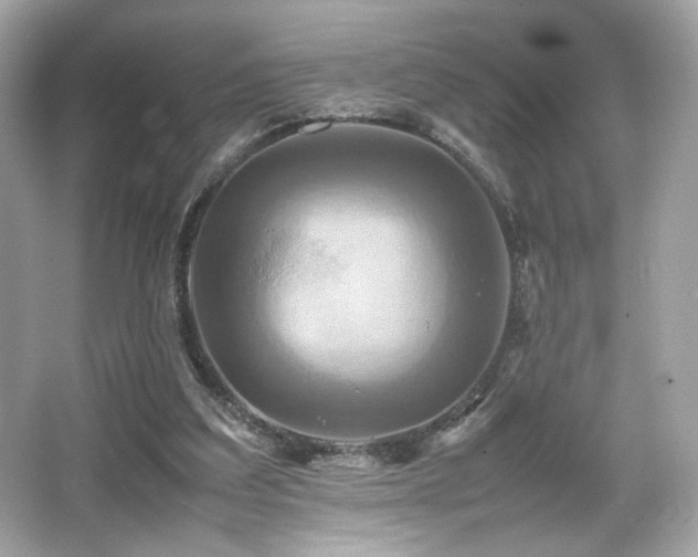 X0000066520203200603171227