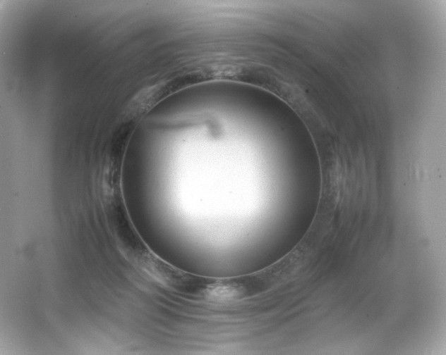 X0000066520218200603171226