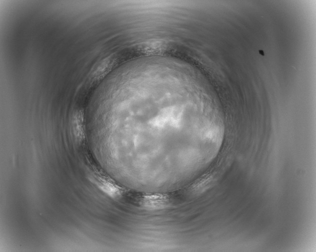 X0000066520240200603171226