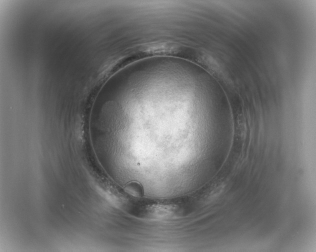 X0000066520255200603171226