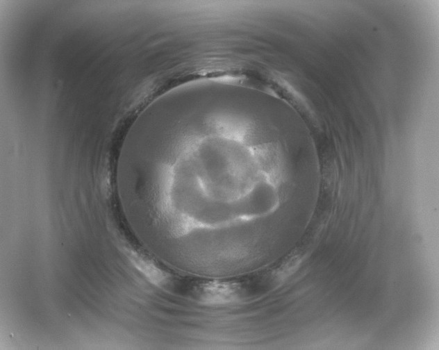 X0000066520261200603171226