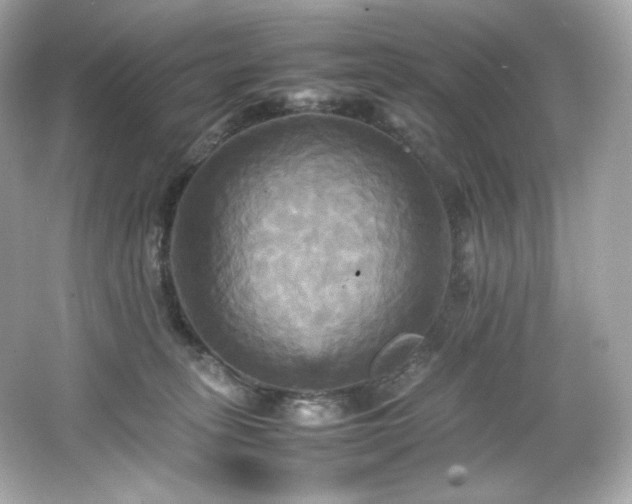 X0000066520275200603171226