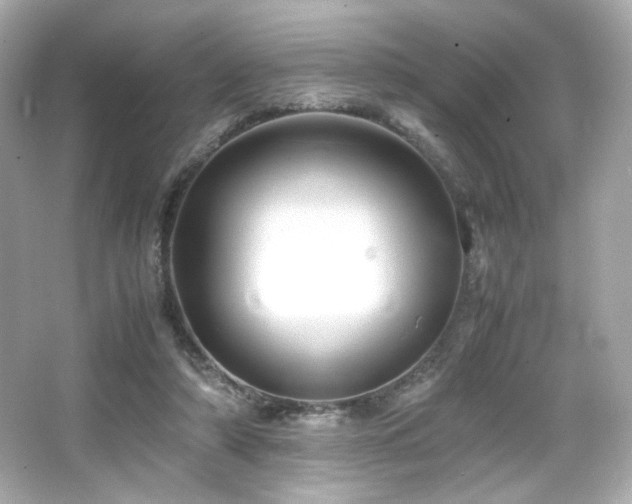 X0000066520306200603171225