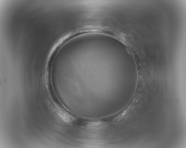 X0000066520342200603171224