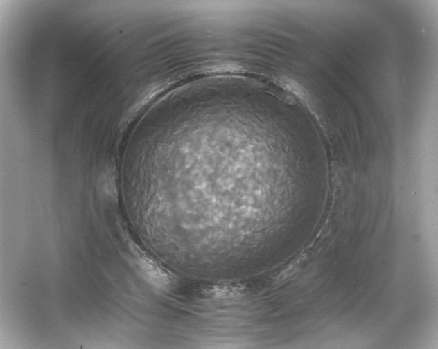 X0000066520345200603171224