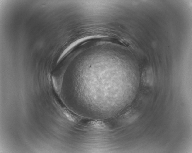 X0000066520424200603171223