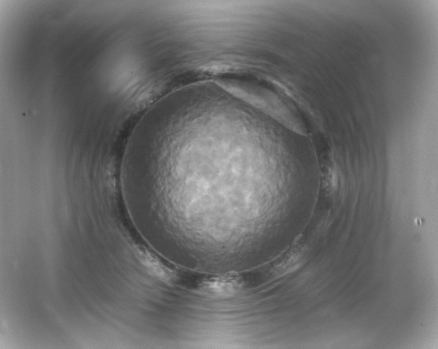 X0000066520466200603171223