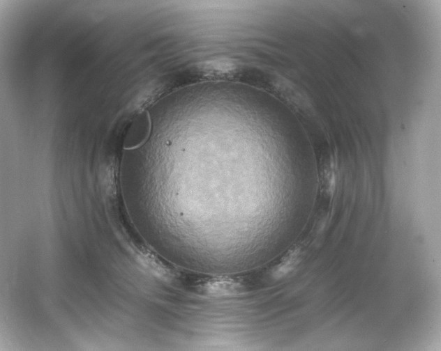 X0000066520468200603171223