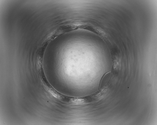 X0000066520476200603171223