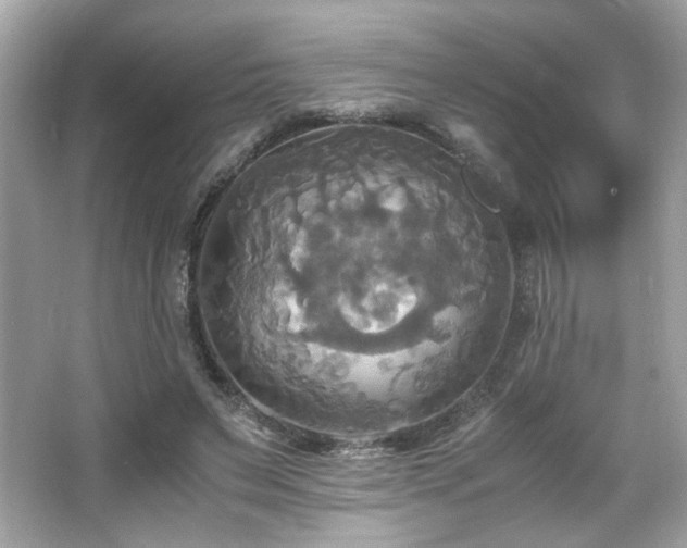 X0000066520495200603171222