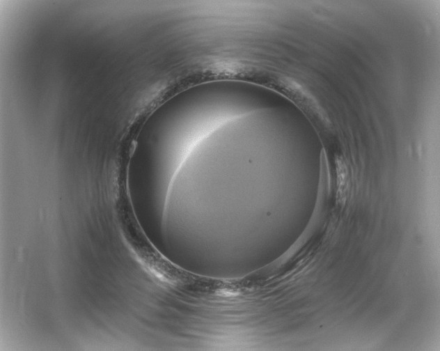 X0000066520496200603171222