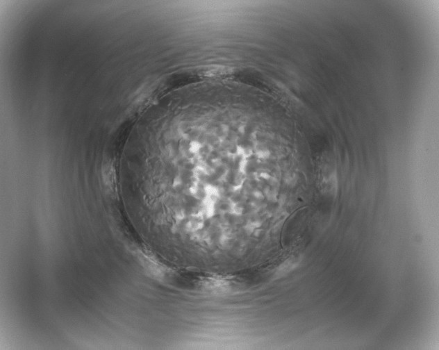 X0000066520523200603171221