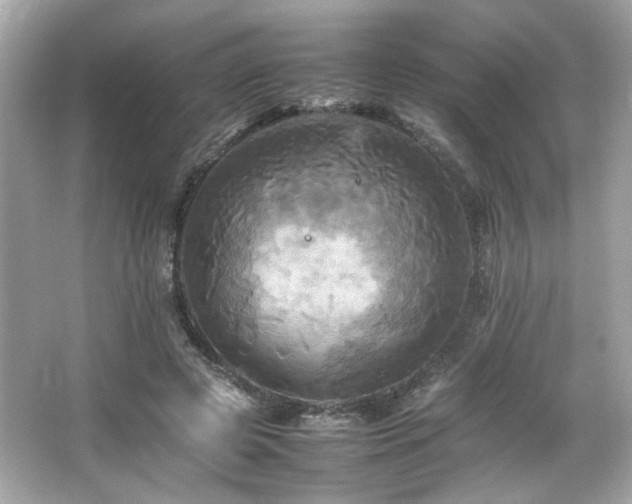 X0000066520545200603171221