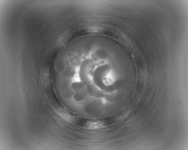 X0000066520557200603171221