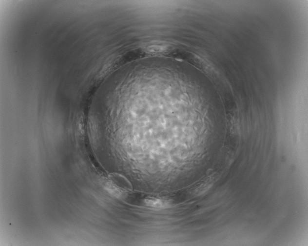 X0000066520561200603171221