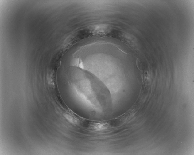 X0000066520663200603171219