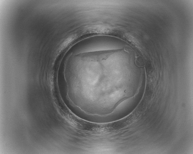 X0000066520679200603171219