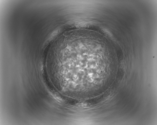 X0000066520687200603171219