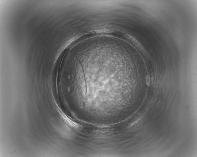 X0000066520725200603171217