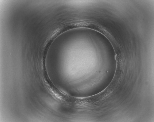 X0000066520729200603171217