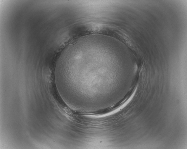 X0000066520750200603171218