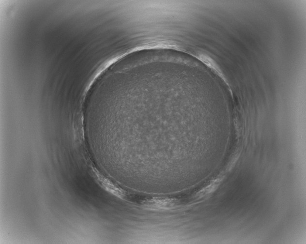 X0000066520781200603171217