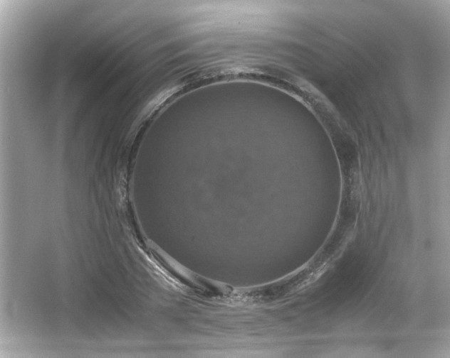 X0000066520785200603171217