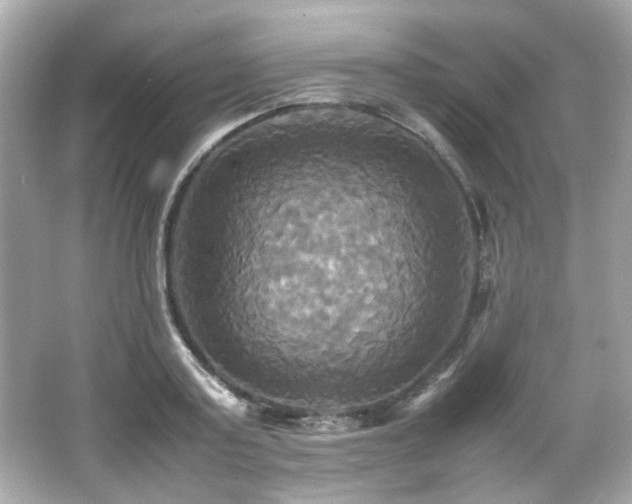 X0000066520795200603171217