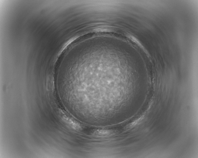 X0000066520829200603171216